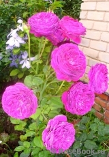 Falstaff®