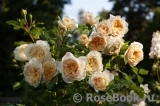 Crocus Rose® Crocus Rose®