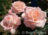 Bloom of Ruth Bloom of Ruth