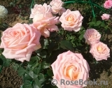 Bloom of Ruth Bloom of Ruth