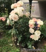 Rokoko Rokoko