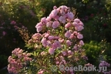 Heavenly Pink Heavenly Pink