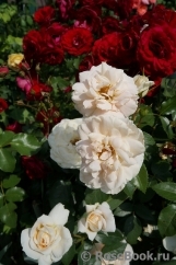 Lions Rose Lions Rose