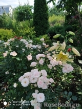 Aspirin Rose Aspirin Rose