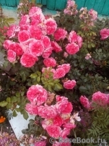 Rosarium Uetersen Rosarium Uetersen