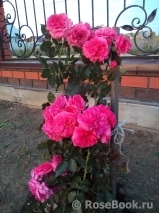 Rosarium Uetersen Rosarium Uetersen