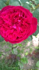 William Shakespeare 2000 William Shakespeare 2000