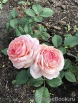 A Shropshire Lad A Shropshire Lad