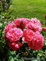 Rosarium Uetersen Rosarium Uetersen