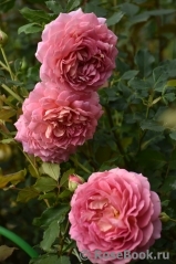 Jubilee Celebration® Jubilee Celebration®