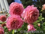 Jubilee Celebration® Jubilee Celebration®
