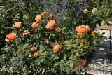 Lady of Shalott Lady of Shalott