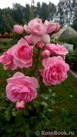 Home & Garden Home & Garden