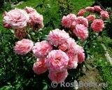 Tickled Pink Tickled Pink