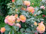 Gartenspass ® Gartenspass ®