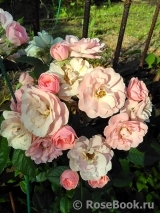 Apple Blossom Apple Blossom