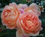 Lady of Shalott Lady of Shalott
