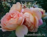 Lady of Shalott Lady of Shalott