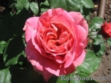 Mary Ann Mary Ann