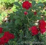 Rouge Meilland Rouge Meilland