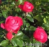Cherry Girl ® Cherry Girl ®