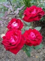 Dame de Coeur Dame de Coeur