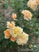 Caramella Caramella