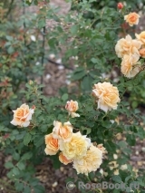 Caramella Caramella