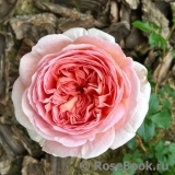Abraham Darby Abraham Darby