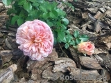 Abraham Darby Abraham Darby