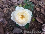 Desdemona Desdemona