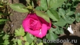 Heidi Klum Rose