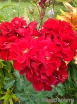 Roter Korsar Roter Korsar
