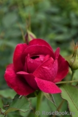 Darcey Bussell Darcey Bussell