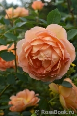 Lady of Shalott Lady of Shalott
