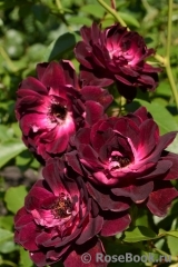 Burgundy Ice Burgundy Ice