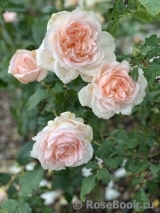 Chandos Beauty Chandos Beauty