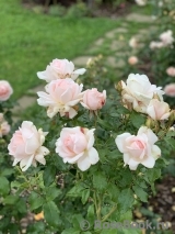 Chandos Beauty Chandos Beauty