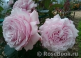 Kordes' Rosenfaszination ® Kordes' Rosenfaszination ®