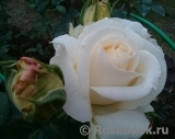 Chopin Chopin