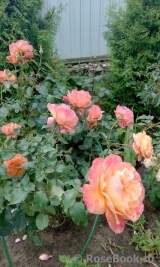 Lolita Lolita