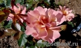 Persian Sun ® 