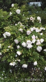 Ritausma Ritausma