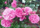 Baronesse Baronesse