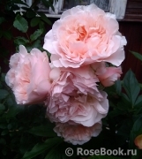 Rose de Tolbiac ® Rose de Tolbiac ®