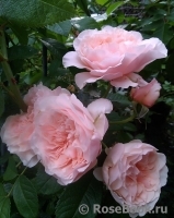 Rose de Tolbiac ® Rose de Tolbiac ®