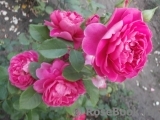 Princess Anne Princess Anne