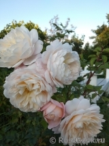 Crocus Rose® Crocus Rose®