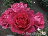 Johann Wolfgang von Goethe Rose® Johann Wolfgang von Goethe Rose®