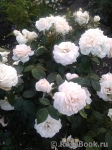 Lions Rose Lions Rose